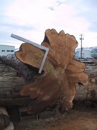 Massive Cedar building log